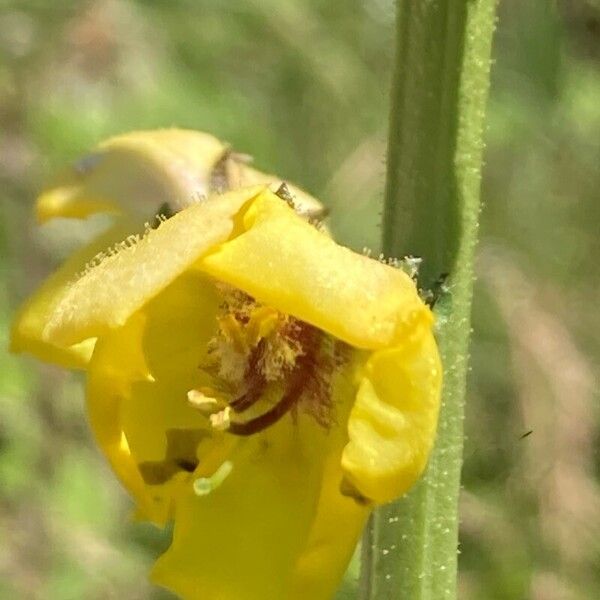 Verbascum blattaria Цвят