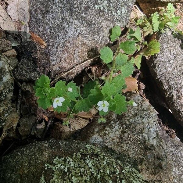 Veronica cymbalaria Kwiat