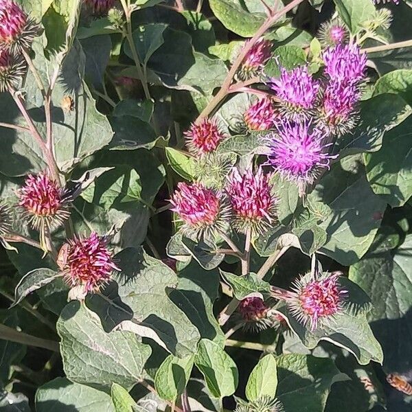 Arctium minus Blüte