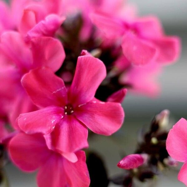 Phlox paniculata Flor