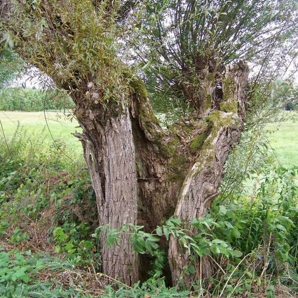 Salix alba Habit