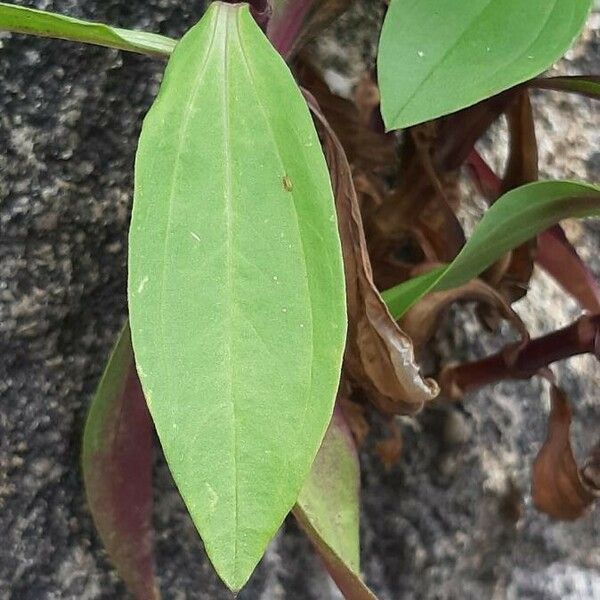 Saponaria officinalis Blatt