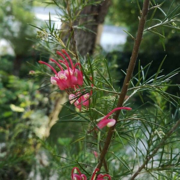 Grevillea rosmarinifolia Цветок