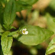 Gratiola virginiana Хабит