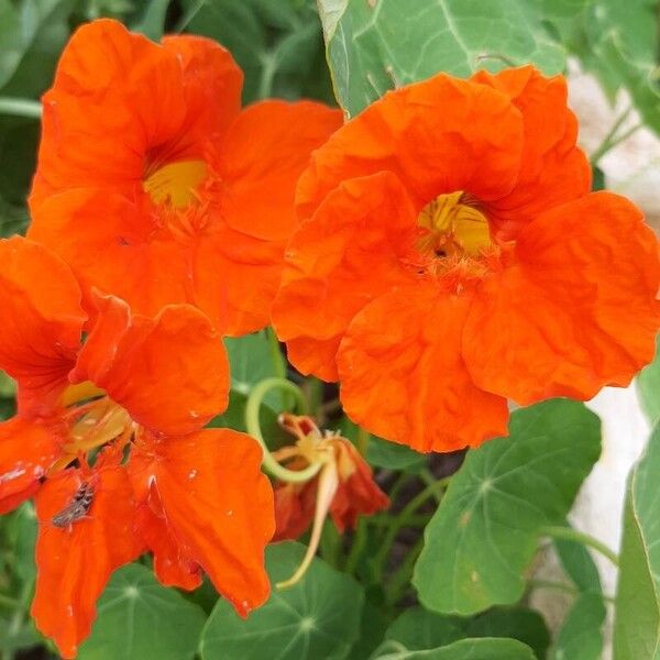 Tropaeolum majus Цветок