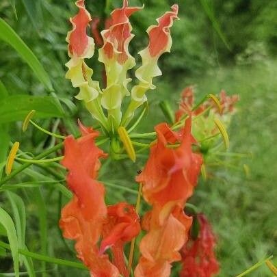 Gloriosa superba Flower