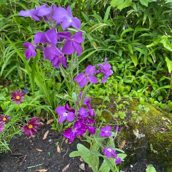 Matthiola maderensis Flor