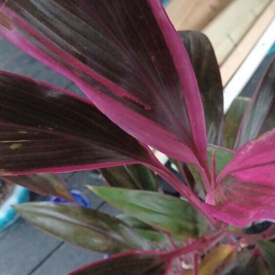 Cordyline fruticosa برگ