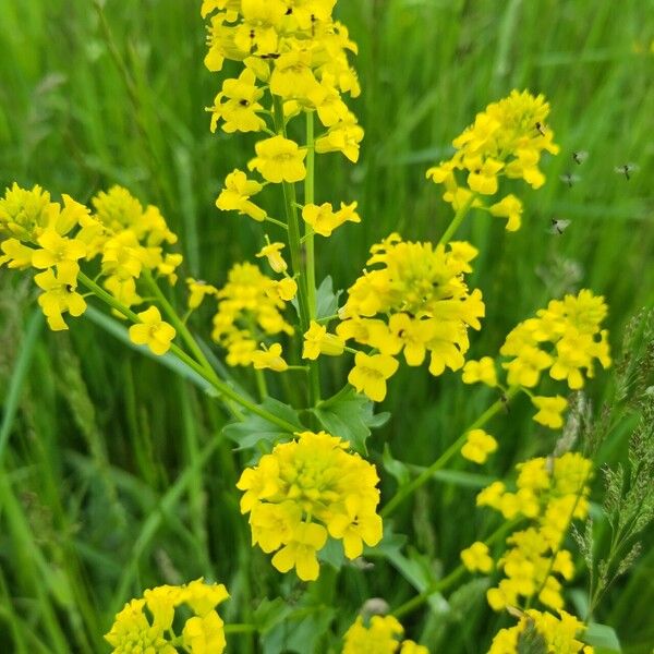 Barbarea vulgaris Õis