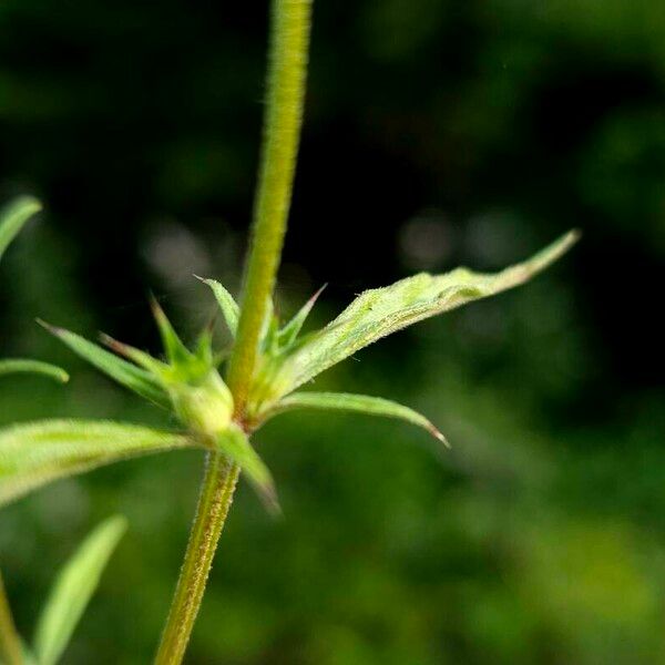 Galeopsis angustifolia Leaf