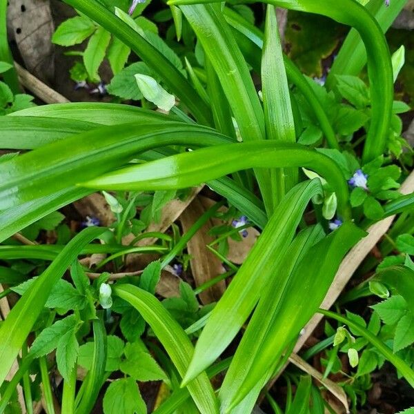Allium paradoxum Лист