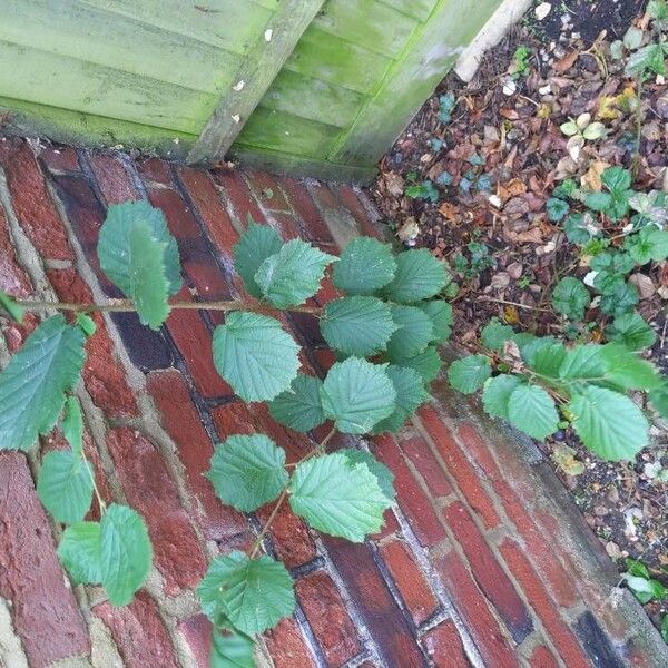 Corylus avellana Folha