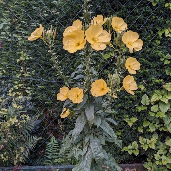 Oenothera glazioviana Hábito