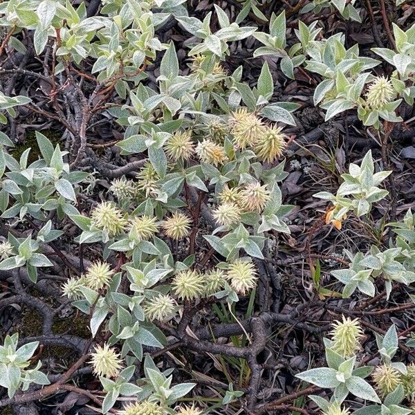 Salix glauca Flower