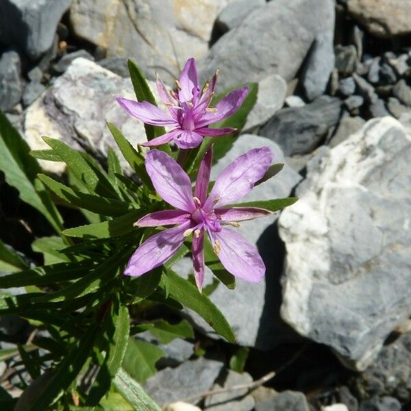 Epilobium dodonaei Flor