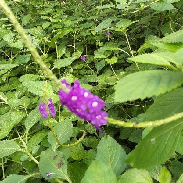 Stachytarpheta frantzii Flor