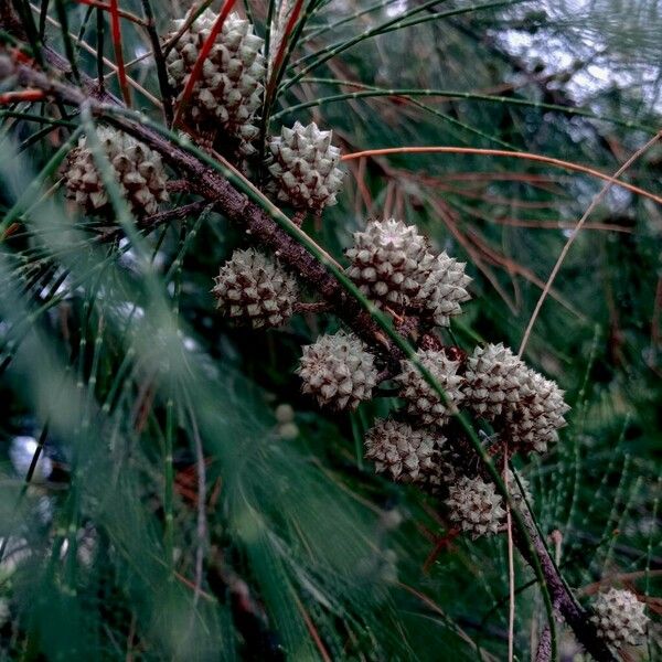 Casuarina equisetifolia Fruit