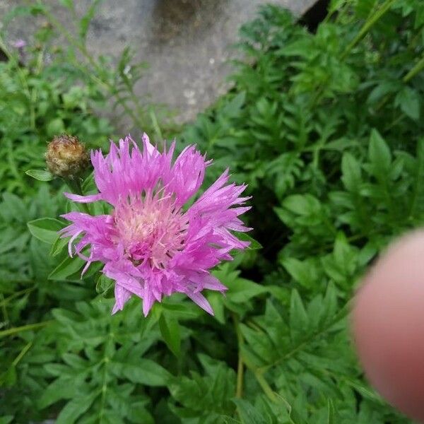 Centaurea cheiranthifolia Flower