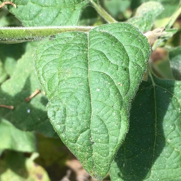 Tithonia rotundifolia Leaf