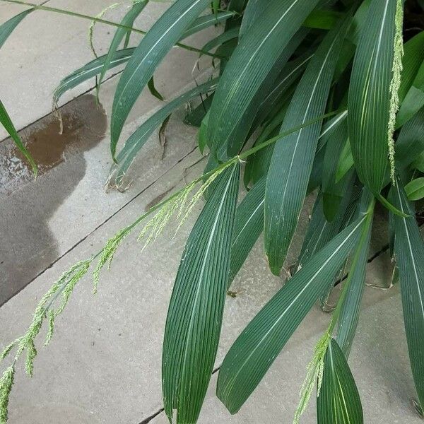 Setaria palmifolia Liść