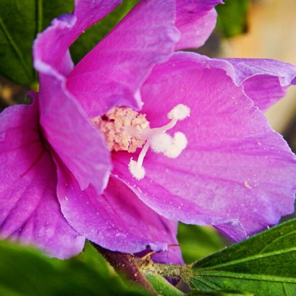 Hibiscus syriacus Flower