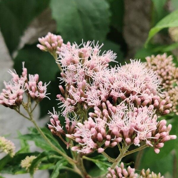 Eupatorium cannabinum Flower