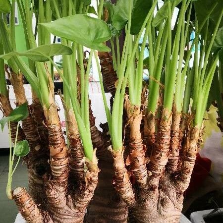 Alocasia cucullata Hábitos