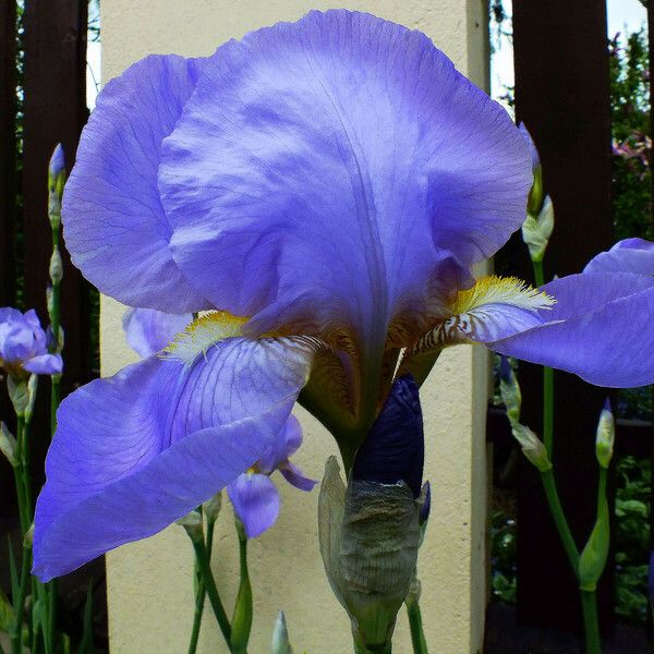 Iris pallida Цветок