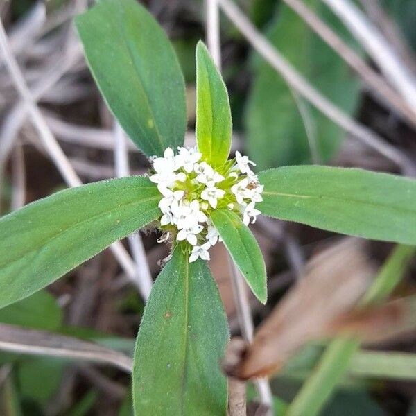 Mitracarpus hirtus Flor