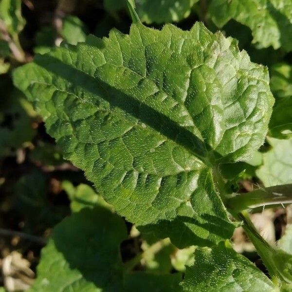 Lunaria annua Leht