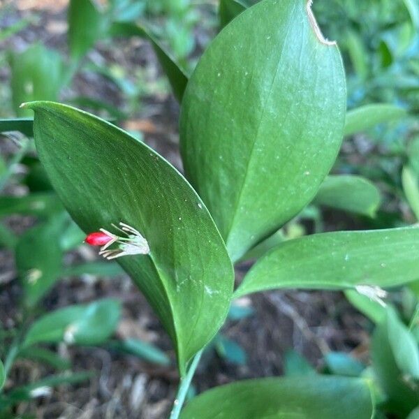 Ruscus hypophyllum Folla