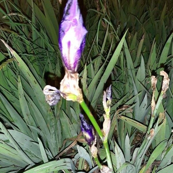 Iris × germanica Bloem