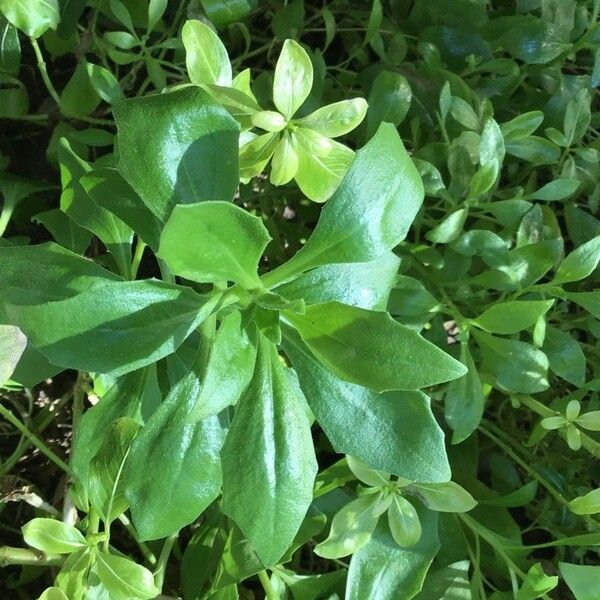 Catharanthus roseus Blad