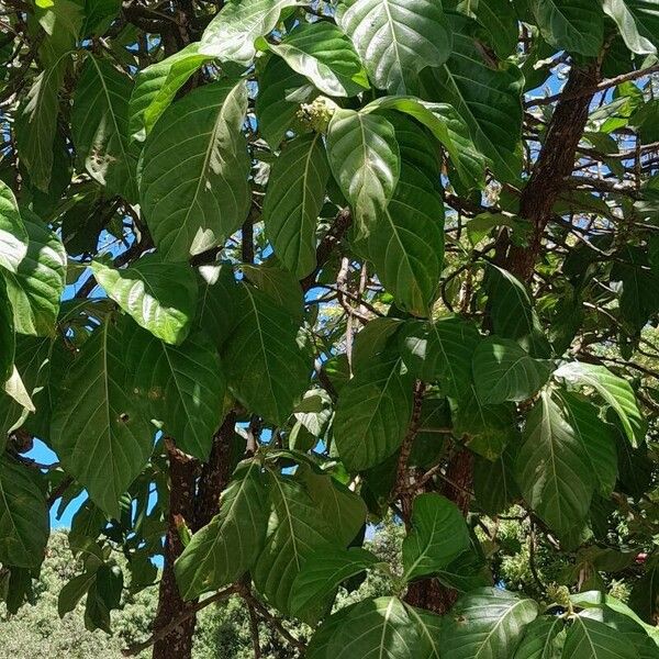 Morinda citrifolia Ліст