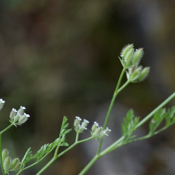 Torilis leptophylla Kvet