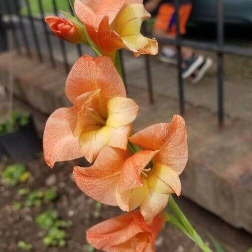 Gladiolus dalenii Flower