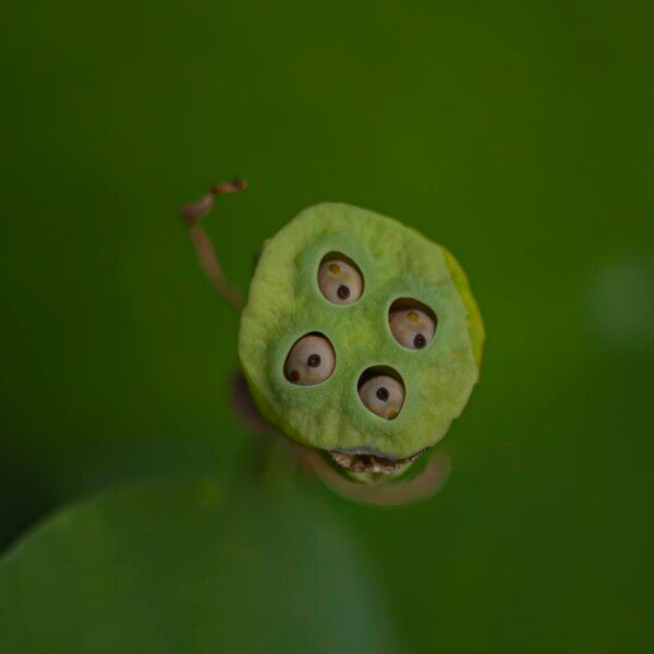 Nelumbo nucifera Fruit