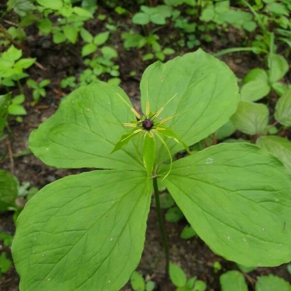 Paris quadrifolia Flower