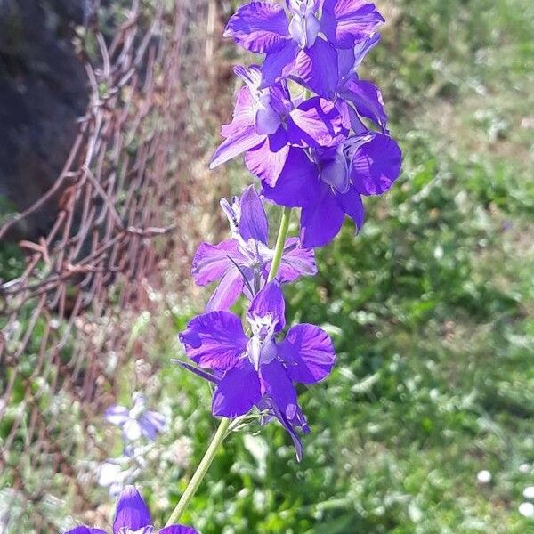 Delphinium ajacis Flower