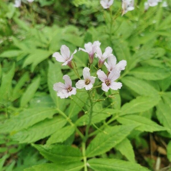 Cardamine heptaphylla Цветок