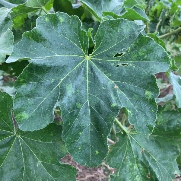 Malva arborea Hoja