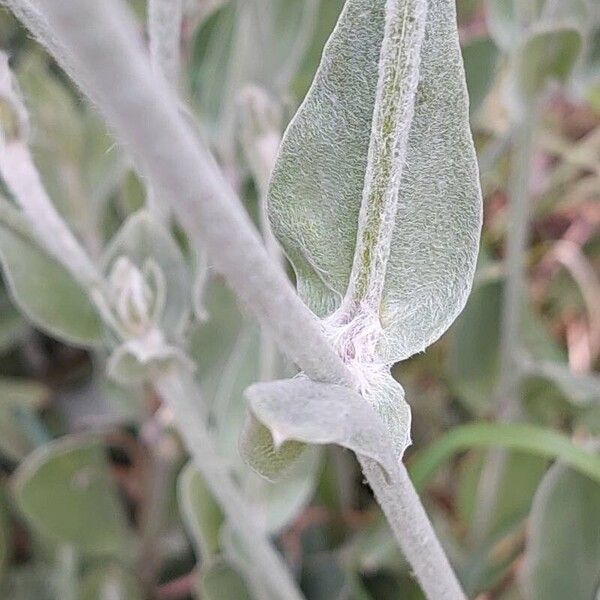 Silene coronaria Hoja