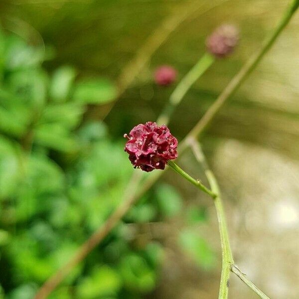 Sanguisorba officinalis Floare
