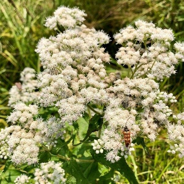 Eupatorium perfoliatum Flower