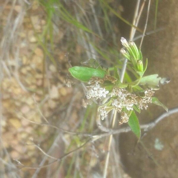 Stevia serrata Cvet