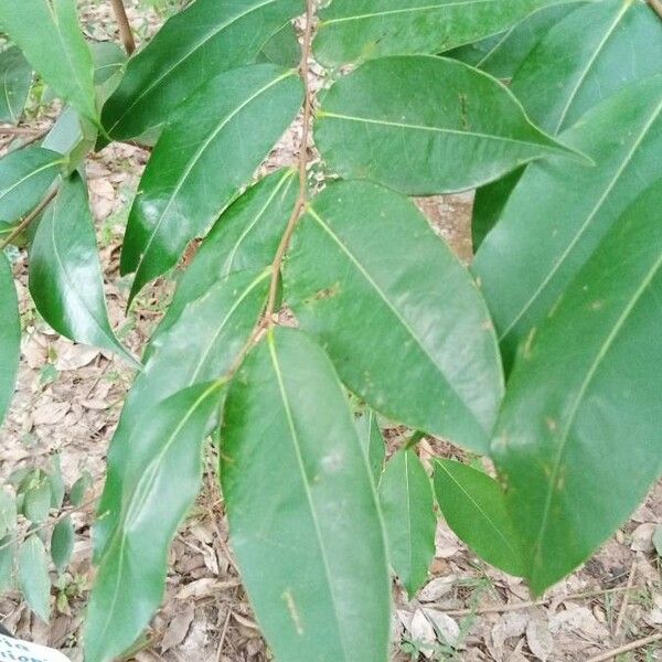 Xylopia aethiopica Blad