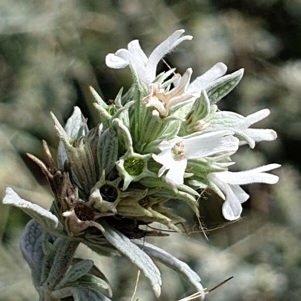 Marrubium peregrinum Flower