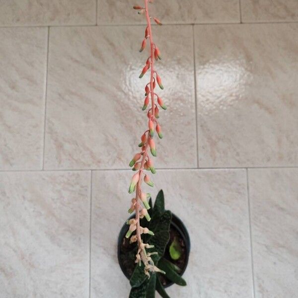 Gasteria carinata Flors