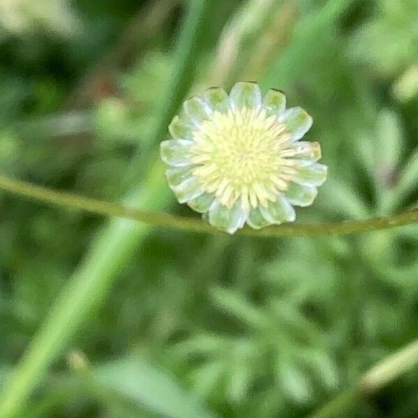 Cotula australis Floro