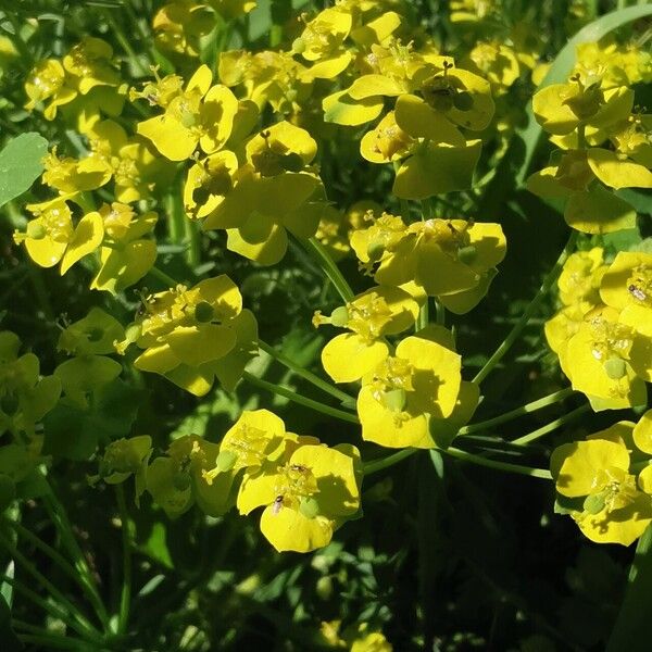 Euphorbia cyparissias फूल